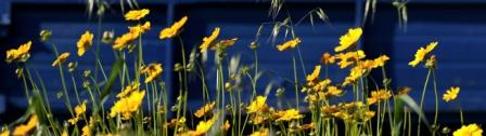 Cosmos, Sulphur Cosmos sulphureus